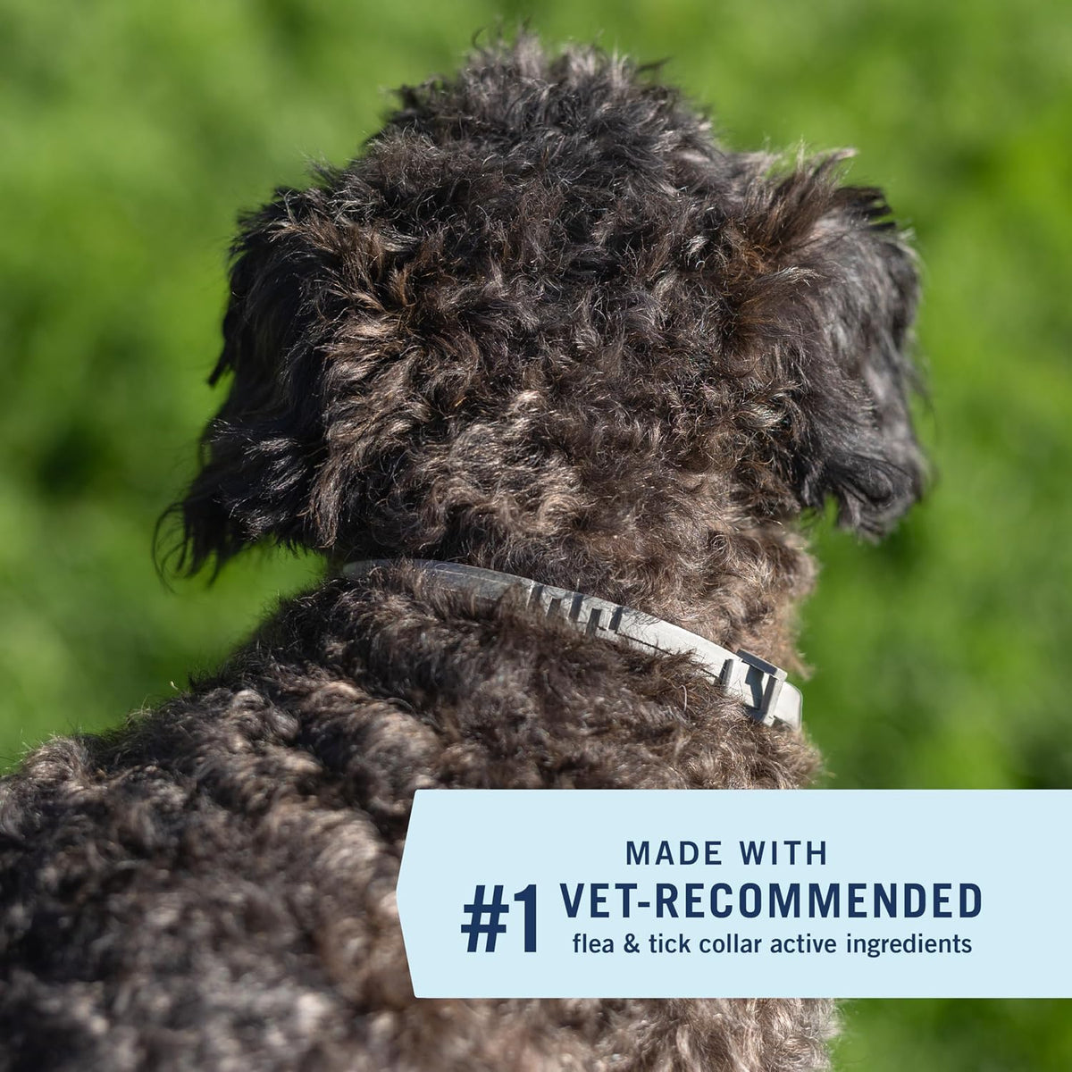 Dog wearing flea and tick prevention collar