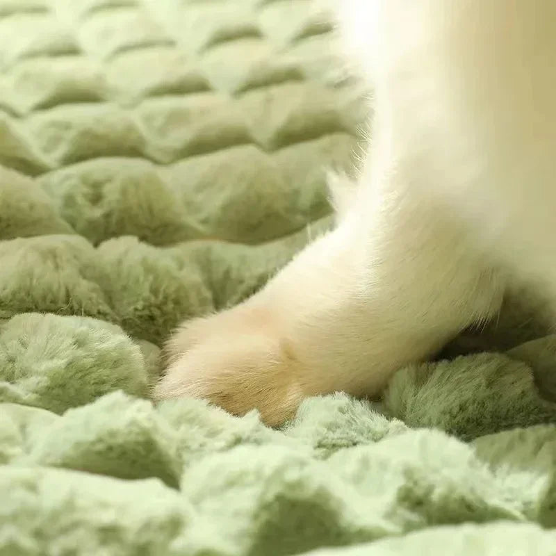 Orthopedic memory foam dog bed, image 3