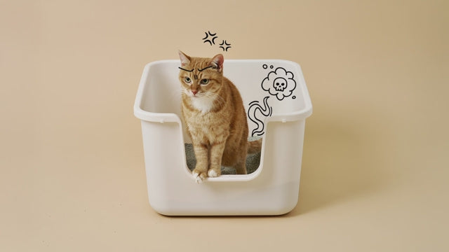 PetSafe ScoopFree disposable litter tray demonstration video